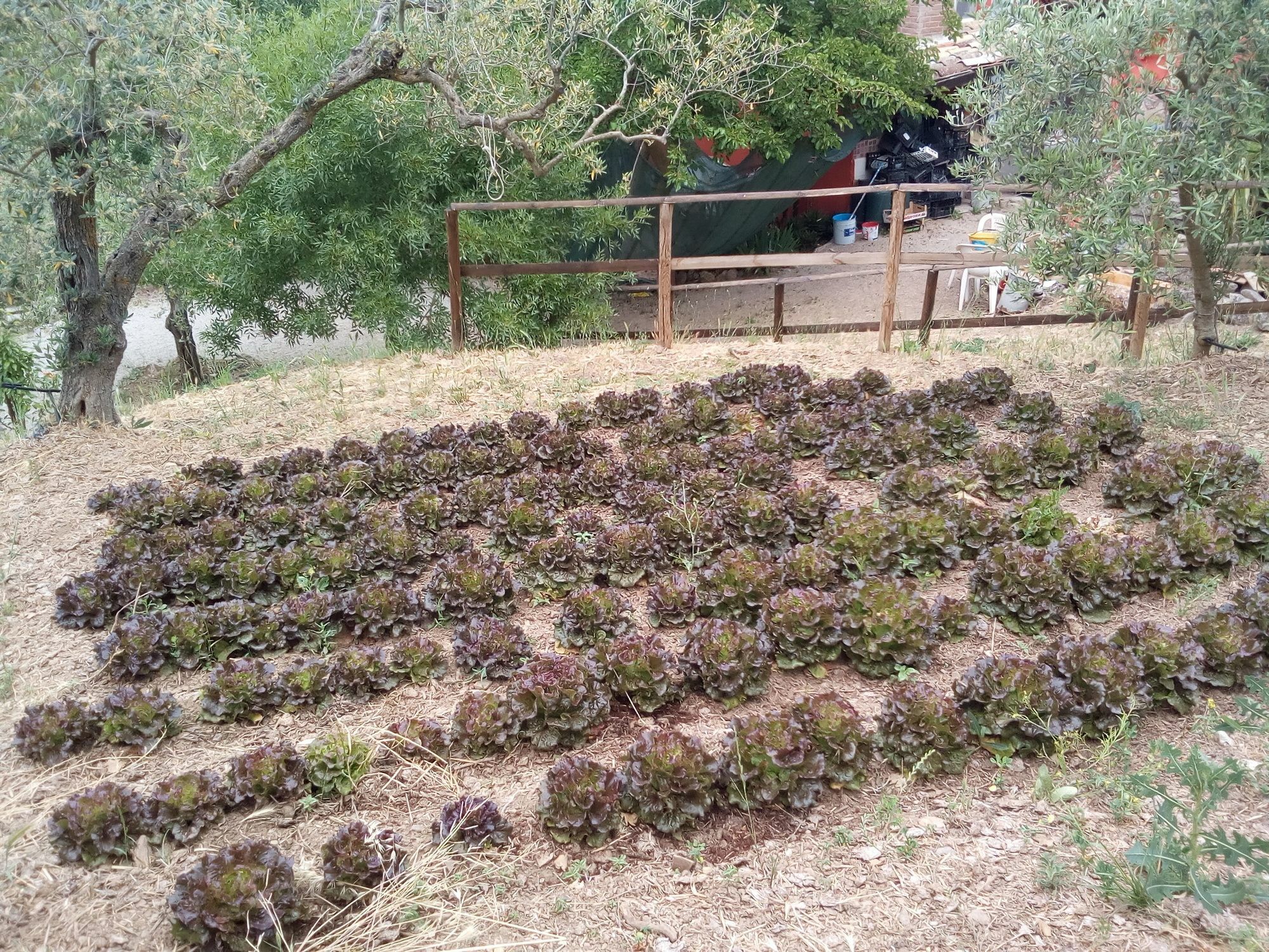 Bauernhof Agriturismo Al Poggetto