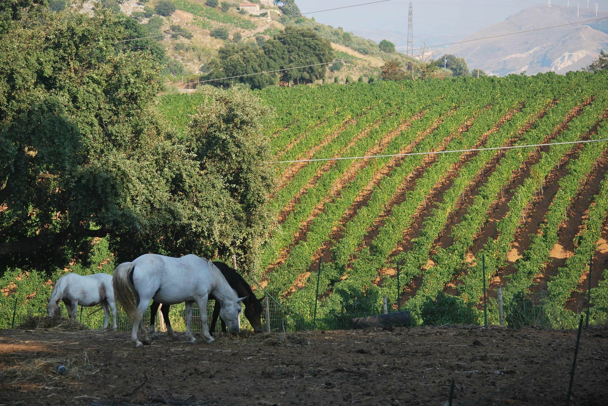 Agriturismo Al Poggetto Alojamento de Turismo Rural *